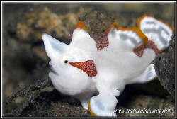 ss cute these  clownfrogies they look almost like underwa... by Yves Antoniazzo 